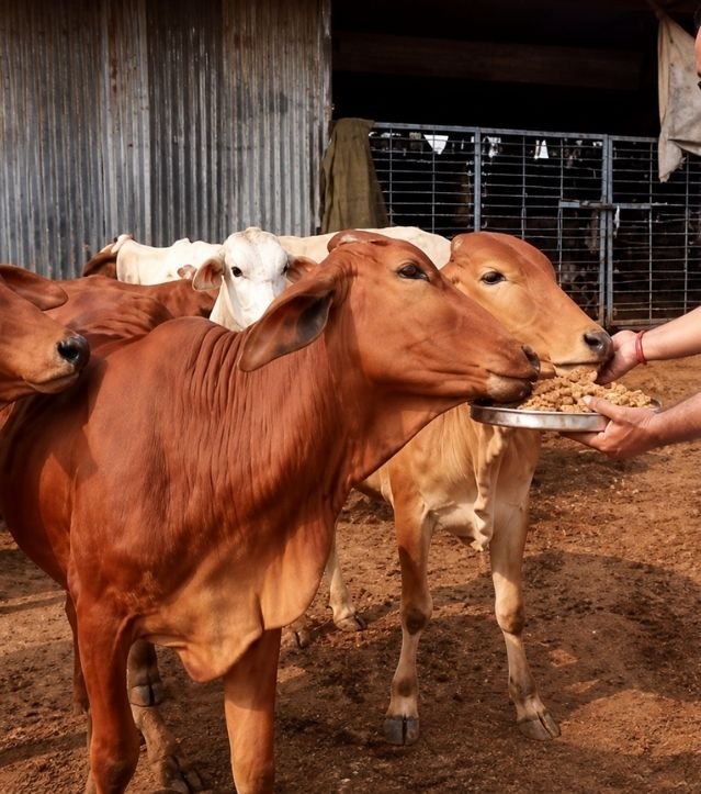 Teen Baan Dhari Gau Sewa Trust seva