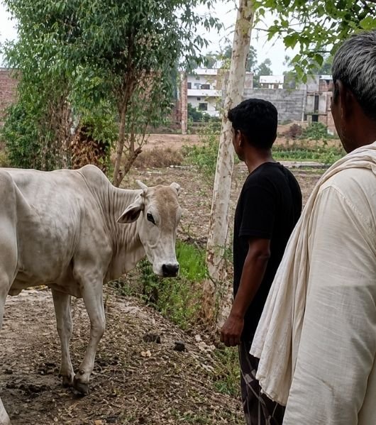 Rescued cow care